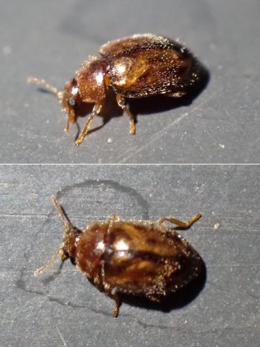 Rhyzobius chrysomeloides