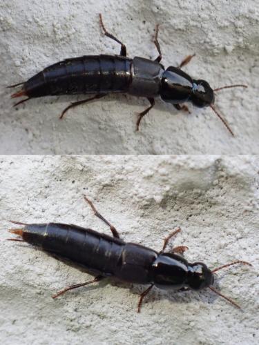 Quedius sp.