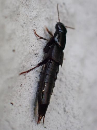 Quedius sp.