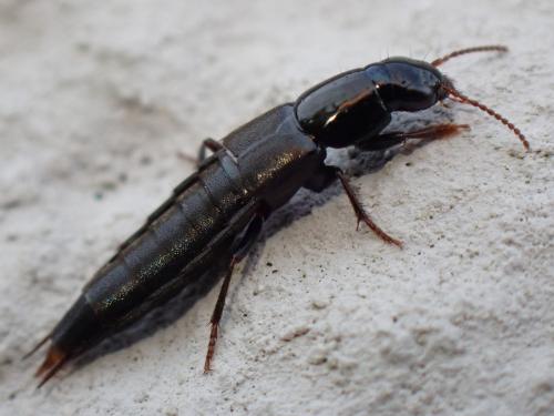 Quedius sp.