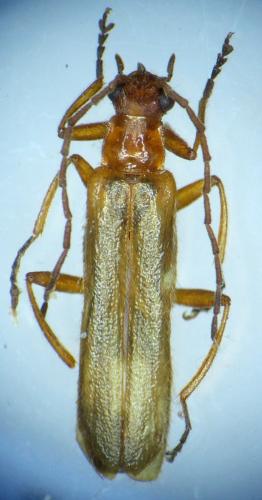 Podistra rufotestacea