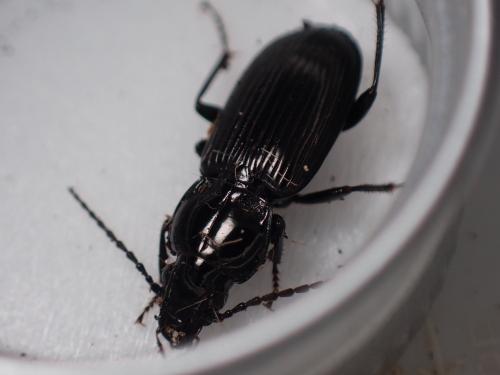 Pterostichus sp.