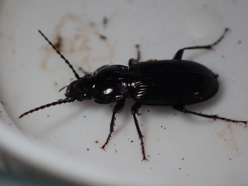 Pterostichus melanarius