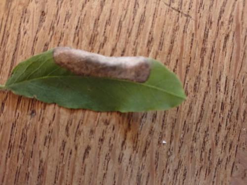 Macrosaccus robiniella