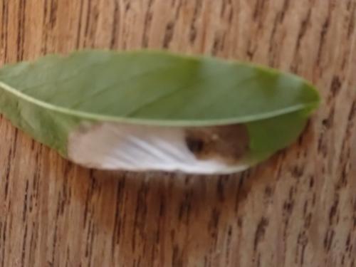 Macrosaccus robiniella