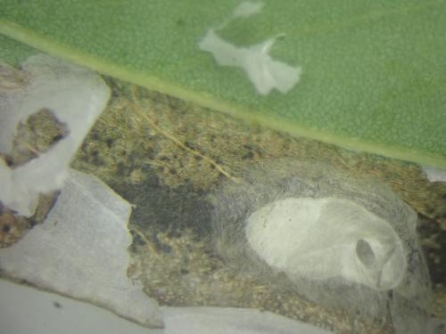 Macrosaccus robiniella
