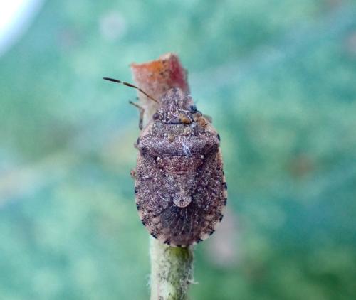 Réf. 365 837 : Sciocoris sideritidis Réf. 365 837 : Sciocoris sideritidis