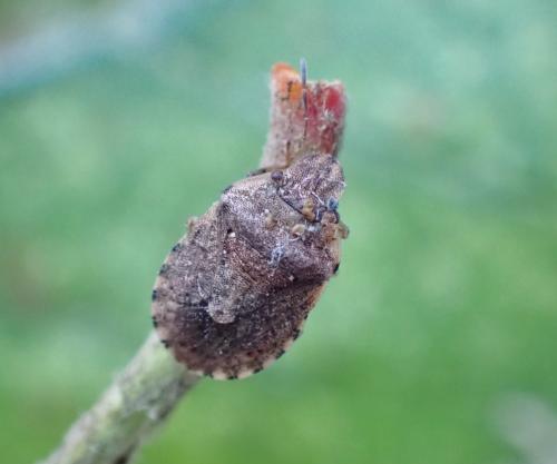 Sciocoris sideritidis