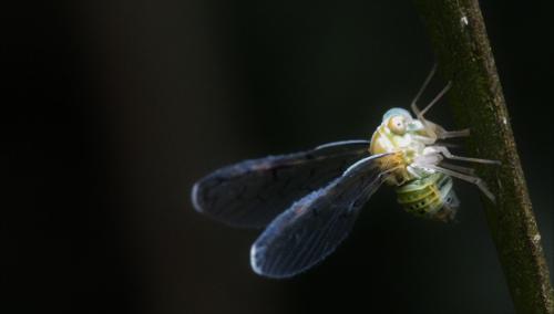 Réf. 365 862 : Zoraidini inconnu Réf. 365 862 : Zoraidini inconnu