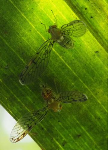 Réf. 365 863 : Zoraidini inconnu Réf. 365 863 : Zoraidini inconnu