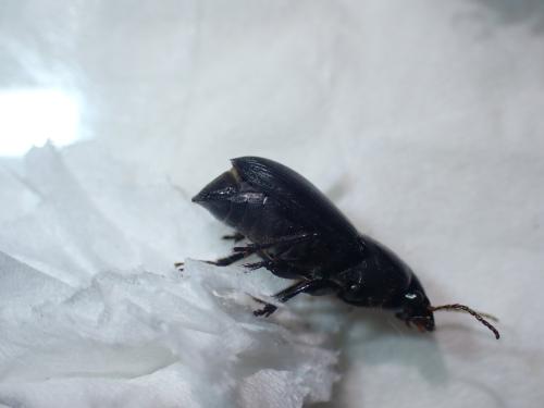 Harpalus dimidiatus