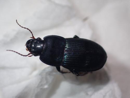 Harpalus dimidiatus