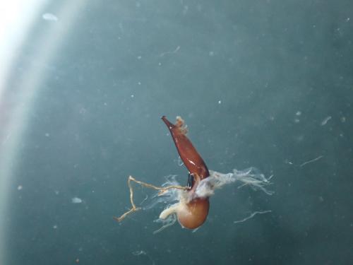 Harpalus dimidiatus