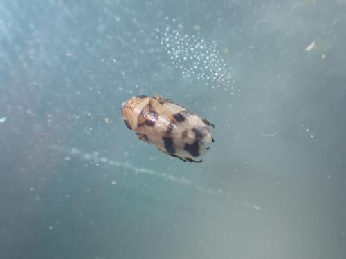 Anoscopus serratulae