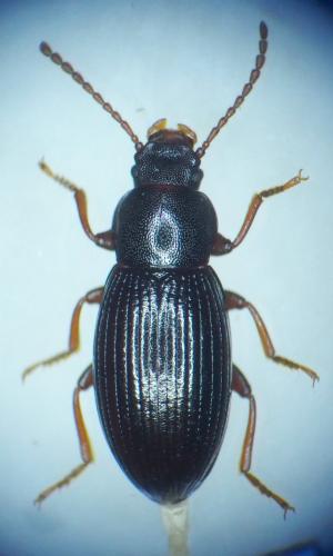 Réf. 365 842 : Stenohelops pyrenaeus Réf. 365 842 : Stenohelops pyrenaeus