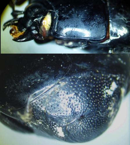 Réf. 365 841 : Omalodes lucidus Réf. 365 841 : Omalodes lucidus