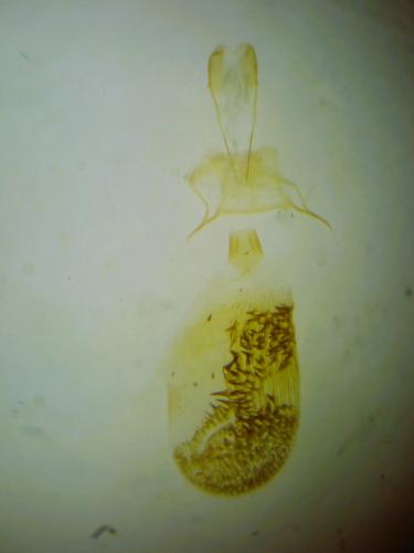 Eupithecia millefoliata