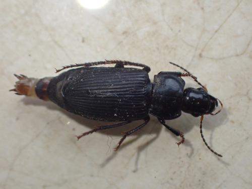 Anisodactylus binotatus