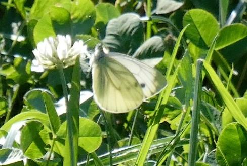 Pieris napi