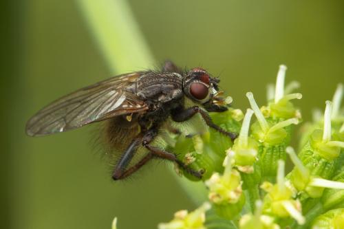 Réf. 365 358 : Scathophaga calida