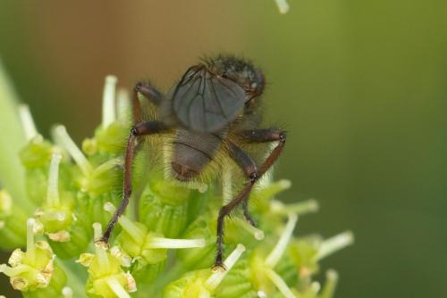 Réf. 365 359 : Scathophaga calida