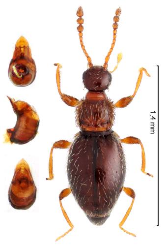Euconnus intrusus