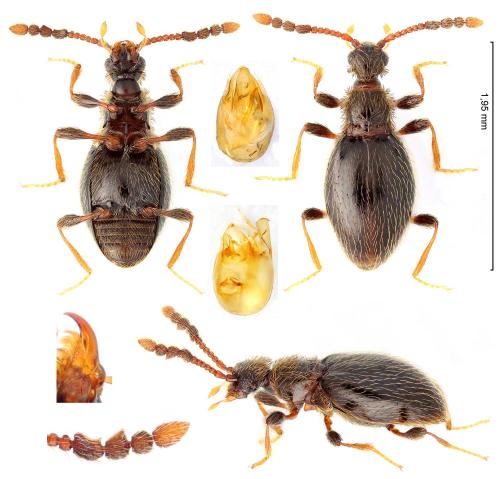 Réf. 365 260 : Euconnus denticornis