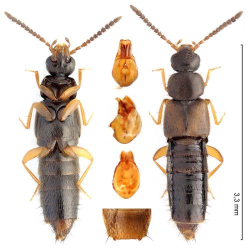 Réf. 365 731 : Atheta crassicornis