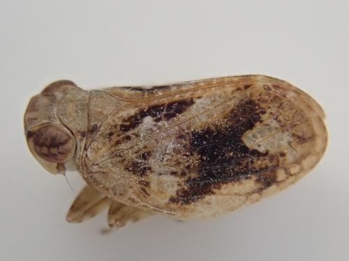 Latilica maculipes