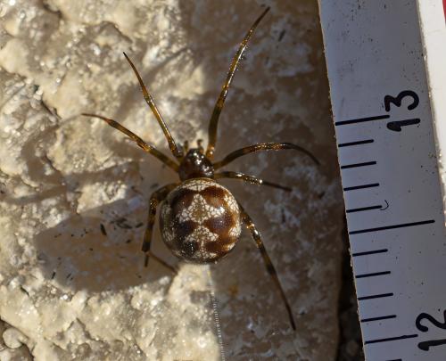 Steatoda triangulosa