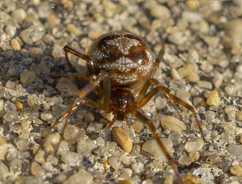Réf. 365 456 : Steatoda triangulosa Réf. 365 456 : Steatoda triangulosa
