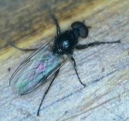 Dilophus bispinosus
