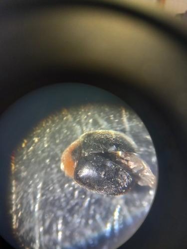 Réf. 365 749 : Scymnus sp. Réf. 365 749 : Scymnus sp.