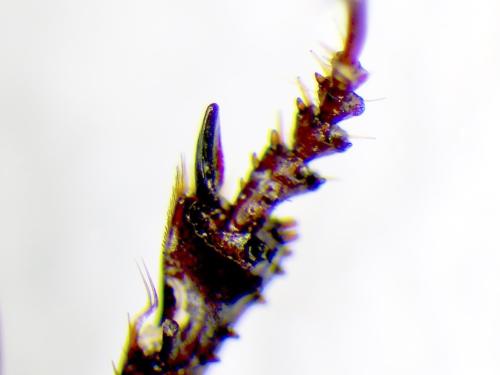 Réf. 365 336 : Harpalus sp.