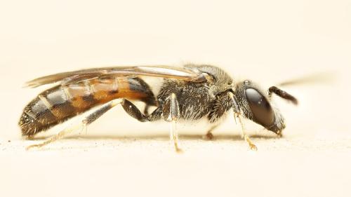 Lasioglossum calceatum