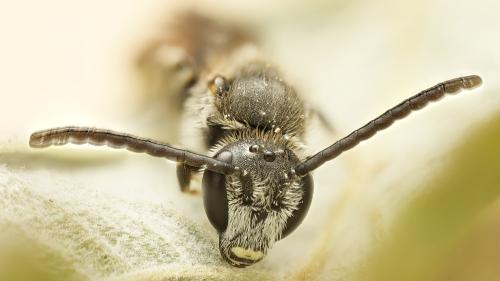 Lasioglossum calceatum