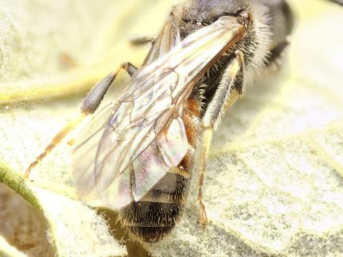 Lasioglossum calceatum