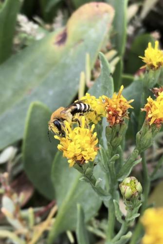 Colletes sp.