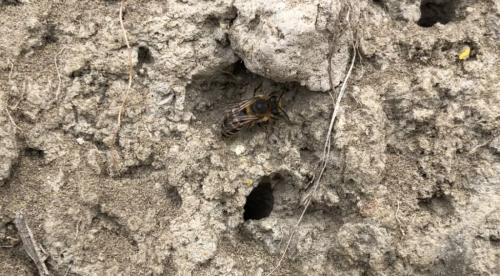 Colletes sp.