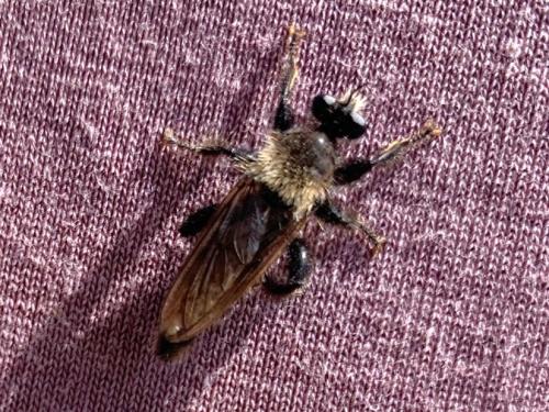 Laphria sp.