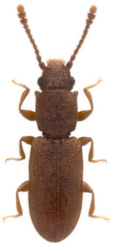 Silvanus recticollis
