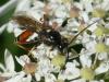 Ctenichneumon panzeri