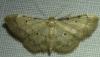 Idaea politaria