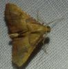 Endotricha flammealis