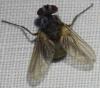 Therobia leonidei