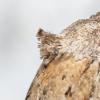 Oxypteron schawerdai