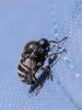 Ogcodes zonatus