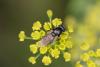 365071 – Photo : Pierre Duhem – France (95)