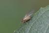 Pterocomma pilosum