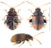 Epitrix atropae